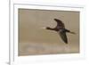 White Faced Ibis in Flight-Ken Archer-Framed Photographic Print