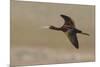 White Faced Ibis in Flight-Ken Archer-Mounted Photographic Print