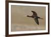 White Faced Ibis in Flight-Ken Archer-Framed Photographic Print