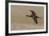 White Faced Ibis in Flight-Ken Archer-Framed Photographic Print