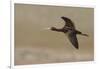 White Faced Ibis in Flight-Ken Archer-Framed Photographic Print