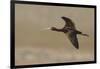 White Faced Ibis in Flight-Ken Archer-Framed Photographic Print