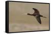 White Faced Ibis in Flight-Ken Archer-Framed Stretched Canvas