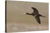 White Faced Ibis in Flight-Ken Archer-Stretched Canvas