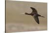 White Faced Ibis in Flight-Ken Archer-Stretched Canvas