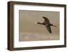 White Faced Ibis in Flight-Ken Archer-Framed Photographic Print