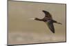 White Faced Ibis in Flight-Ken Archer-Mounted Photographic Print