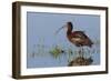 White-Faced Ibis-Ken Archer-Framed Photographic Print