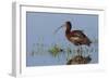 White-Faced Ibis-Ken Archer-Framed Photographic Print