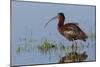 White-Faced Ibis-Ken Archer-Mounted Photographic Print