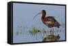 White-Faced Ibis-Ken Archer-Framed Stretched Canvas