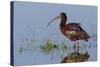 White-Faced Ibis-Ken Archer-Stretched Canvas