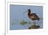 White-Faced Ibis-Ken Archer-Framed Photographic Print