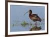 White-Faced Ibis-Ken Archer-Framed Photographic Print