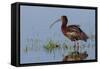 White-Faced Ibis-Ken Archer-Framed Stretched Canvas