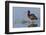White-Faced Ibis-Ken Archer-Framed Photographic Print