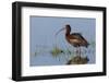 White-Faced Ibis-Ken Archer-Framed Photographic Print