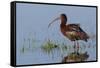 White-Faced Ibis-Ken Archer-Framed Stretched Canvas