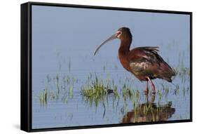 White-Faced Ibis-Ken Archer-Framed Stretched Canvas