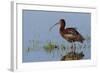 White-Faced Ibis-Ken Archer-Framed Photographic Print