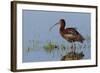 White-Faced Ibis-Ken Archer-Framed Photographic Print