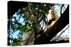 White Faced Monkey Costa Rica Photo Poster Print-null-Stretched Canvas