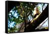 White Faced Monkey Costa Rica Photo Poster Print-null-Framed Stretched Canvas