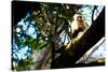 White Faced Monkey Costa Rica Photo Poster Print-null-Stretched Canvas