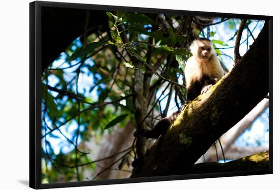 White Faced Monkey Costa Rica Photo Poster Print-null-Framed Poster