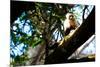 White Faced Monkey Costa Rica Photo Poster Print-null-Mounted Poster