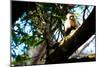 White Faced Monkey Costa Rica Photo Poster Print-null-Mounted Poster