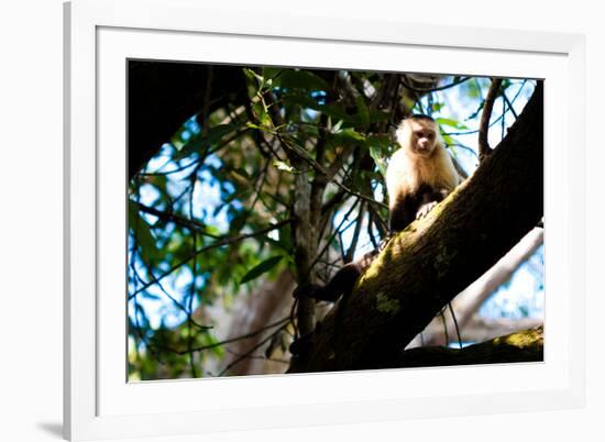 White Faced Monkey Costa Rica-null-Framed Photo