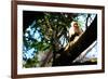 White Faced Monkey Costa Rica-null-Framed Photo