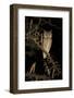 White Faced Scops Owl (Otus Leucotis) in a Candle-Pod Acacia (Acacia Hebeclada) at Night-Christophe Courteau-Framed Photographic Print