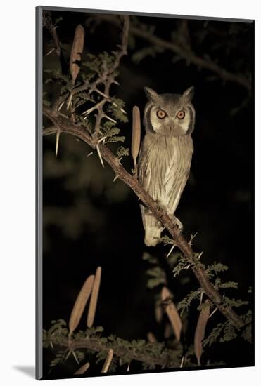 White Faced Scops Owl (Otus Leucotis) in a Candle-Pod Acacia (Acacia Hebeclada) at Night-Christophe Courteau-Mounted Photographic Print
