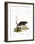 White-Faced Spiny Tree-Rat-null-Framed Giclee Print