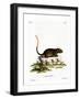 White-Faced Spiny Tree-Rat-null-Framed Giclee Print