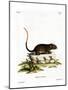 White-Faced Spiny Tree-Rat-null-Mounted Giclee Print