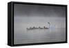 White Faced Whistling Ducks and a White Goose on a Misty Lake at Sunrise-Alex Saberi-Framed Stretched Canvas