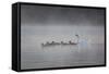 White Faced Whistling Ducks and a White Goose on a Misty Lake at Sunrise-Alex Saberi-Framed Stretched Canvas