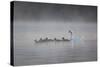 White Faced Whistling Ducks and a White Goose on a Misty Lake at Sunrise-Alex Saberi-Stretched Canvas