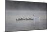 White Faced Whistling Ducks and a White Goose on a Misty Lake at Sunrise-Alex Saberi-Mounted Photographic Print