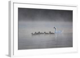 White Faced Whistling Ducks and a White Goose on a Misty Lake at Sunrise-Alex Saberi-Framed Photographic Print