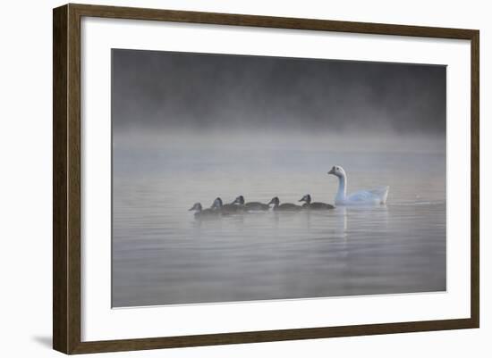 White Faced Whistling Ducks and a White Goose on a Misty Lake at Sunrise-Alex Saberi-Framed Photographic Print