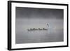 White Faced Whistling Ducks and a White Goose on a Misty Lake at Sunrise-Alex Saberi-Framed Photographic Print