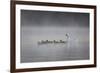 White Faced Whistling Ducks and a White Goose on a Misty Lake at Sunrise-Alex Saberi-Framed Photographic Print