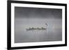 White Faced Whistling Ducks and a White Goose on a Misty Lake at Sunrise-Alex Saberi-Framed Photographic Print