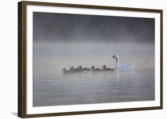 White Faced Whistling Ducks and a White Goose on a Misty Lake at Sunrise-Alex Saberi-Framed Photographic Print