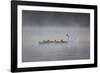 White Faced Whistling Ducks and a White Goose on a Misty Lake at Sunrise-Alex Saberi-Framed Photographic Print