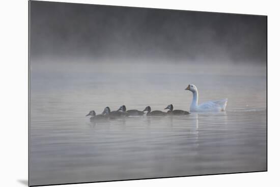 White Faced Whistling Ducks and a White Goose on a Misty Lake at Sunrise-Alex Saberi-Mounted Photographic Print